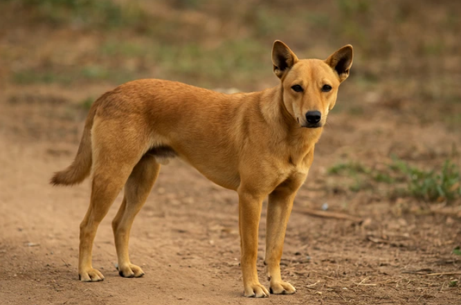village dog podľa umelej inteligencie